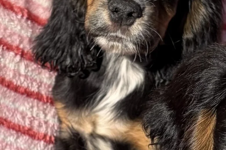 Cocker Spaniel (Show)