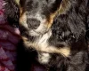 Cocker Spaniel (Show)