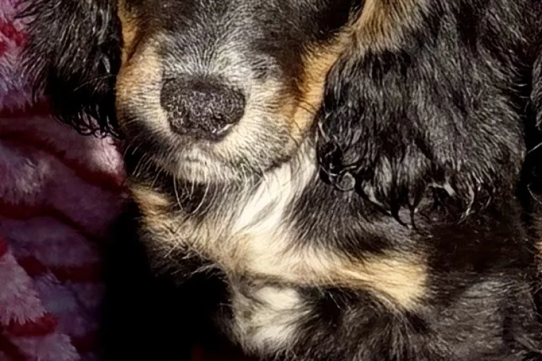 Cocker Spaniel (Show)