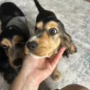 Cocker Spaniel (Show)