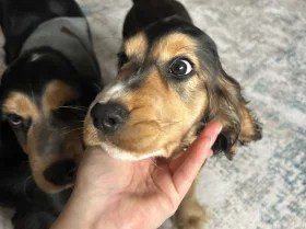Cocker Spaniel (Show)