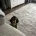 Cocker Spaniel (Show)