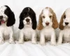 Cocker Spaniel (Show)