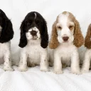 Cocker Spaniel (Show)