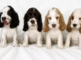 Cocker Spaniel (Show)