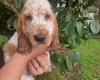 Cocker Spaniel (Show)