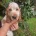 Cocker Spaniel (Show)
