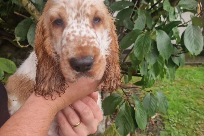 Cocker Spaniel (Show)