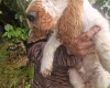 Cocker Spaniel (Show)
