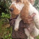 Cocker Spaniel (Show)