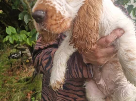 Cocker Spaniel (Show)