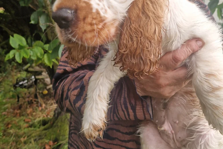 Cocker Spaniel (Show)