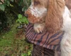 Cocker Spaniel (Show)