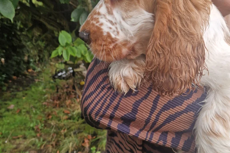 Cocker Spaniel (Show)