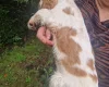 Cocker Spaniel (Show)