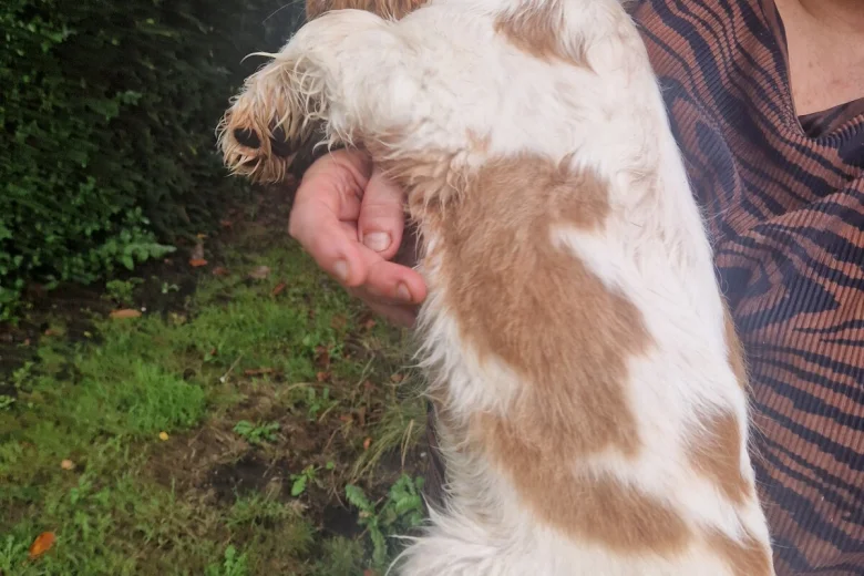 Cocker Spaniel (Show)