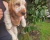 Cocker Spaniel (Show)