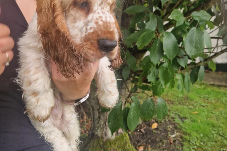Cocker Spaniel (Show)