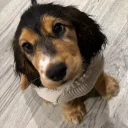 Cocker Spaniel (Show)