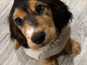 Cocker Spaniel (Show)