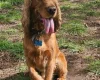 Cocker Spaniel (Show)