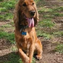 Cocker Spaniel (Show)