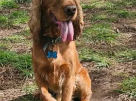 Cocker Spaniel (Show)