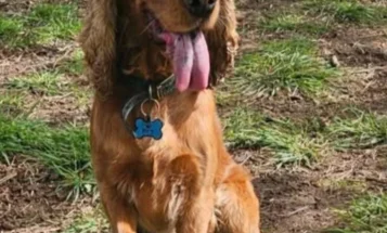 Cocker Spaniel (Show)