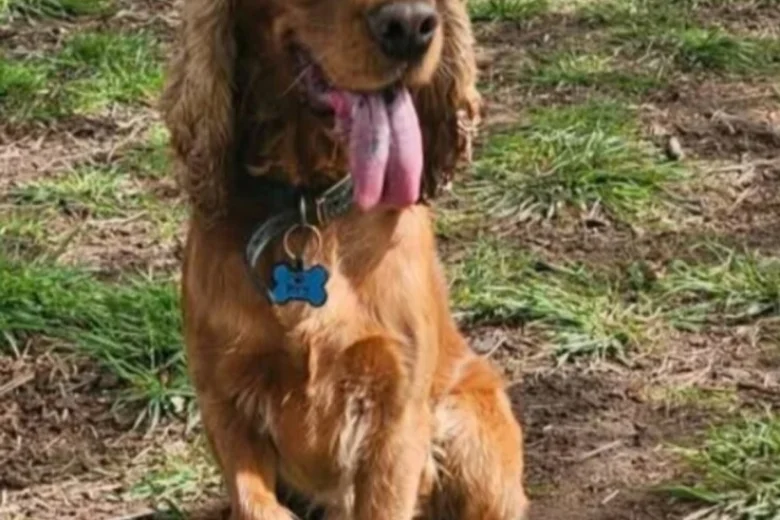 Cocker Spaniel (Show)