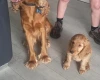Cocker Spaniel (Show)