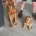 Cocker Spaniel (Show)