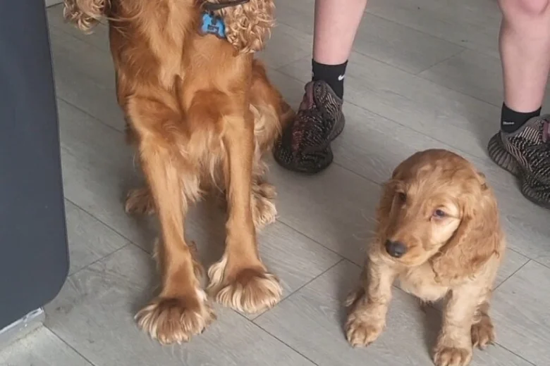 Cocker Spaniel (Show)