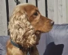 Cocker Spaniel (Show)