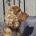 Cocker Spaniel (Show)