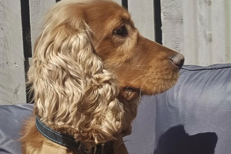 Cocker Spaniel (Show)