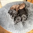 Cocker Spaniel (Working)
