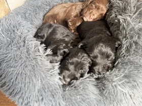 Cocker Spaniel (Working)