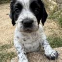 Cocker Spaniel (Working)