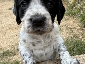 Cocker Spaniel (Working)