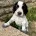 Cocker Spaniel (Working)