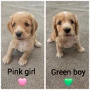 Cocker Spaniel (Working)