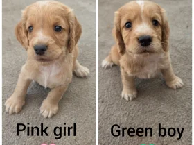 Cocker Spaniel (Working)