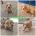 Cocker Spaniel (Working)