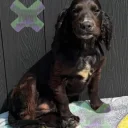 Cocker Spaniel (Working)