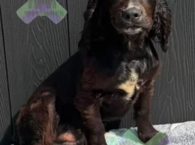 Cocker Spaniel (Working)