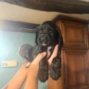 Cocker Spaniel (Working)