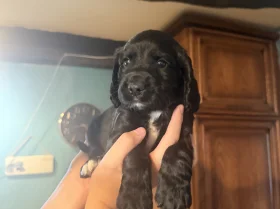 Cocker Spaniel (Working)