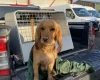 Cocker Spaniel (Working)