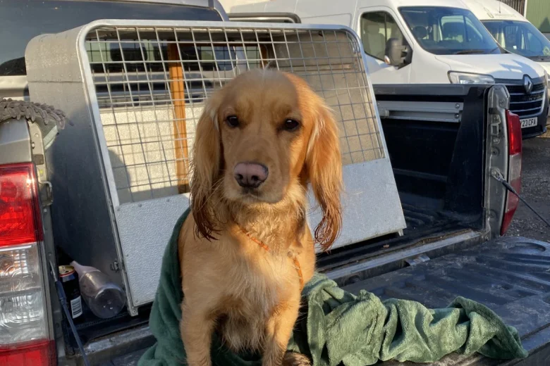 Cocker Spaniel (Working)