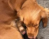 Cocker Spaniel (Working)